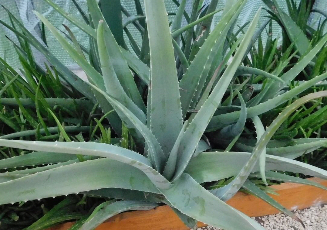 A large Aloe Vera plant