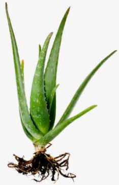 A new shoot of Aloe plant