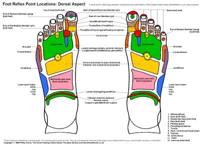 Reflexology Foot Chart, Dorsal View in Colour
